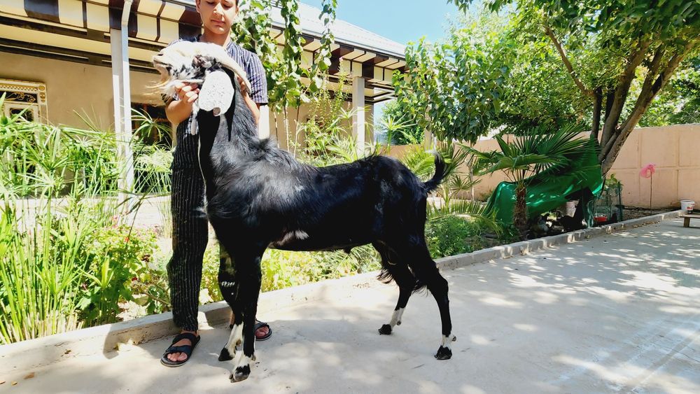 Echki sotiladi Afgʻon echki sotiladi