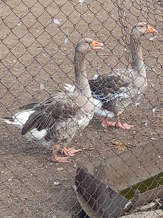 Яйца гусиные, пешите вотцап.