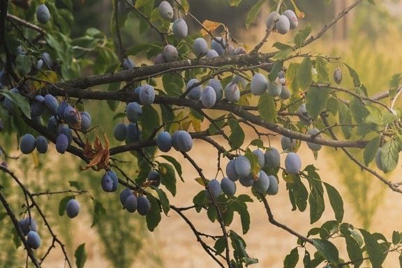 Vand prune pentru tuica!