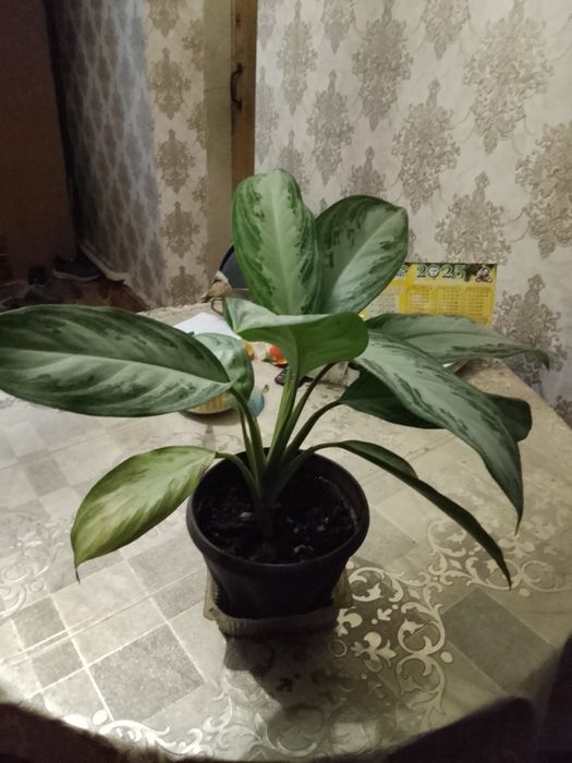 Домашние растения