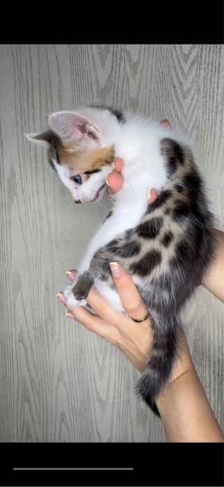 Бингальская кошка