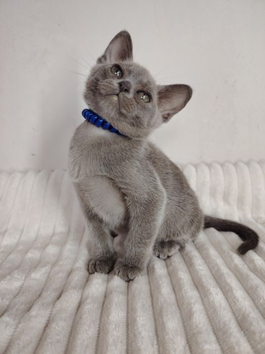 Европейская бурма