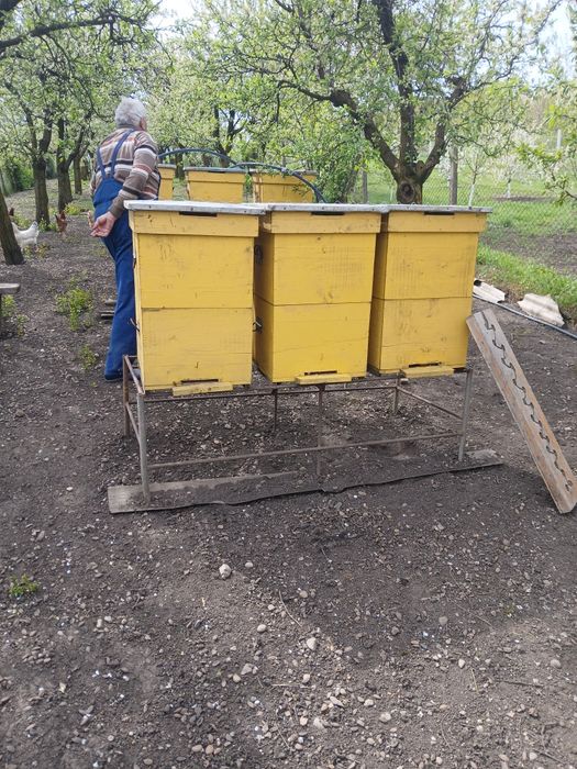 Lada albine 12 rame jos 12 rame sus