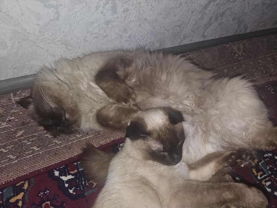 Пародалы мысықтар   серий скотш фолд пен сиямский мысықтар сатылады