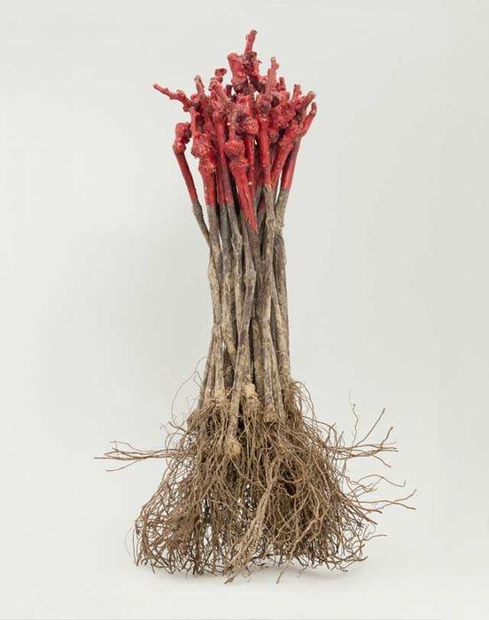 Butași viță de vie altoită și hibrid