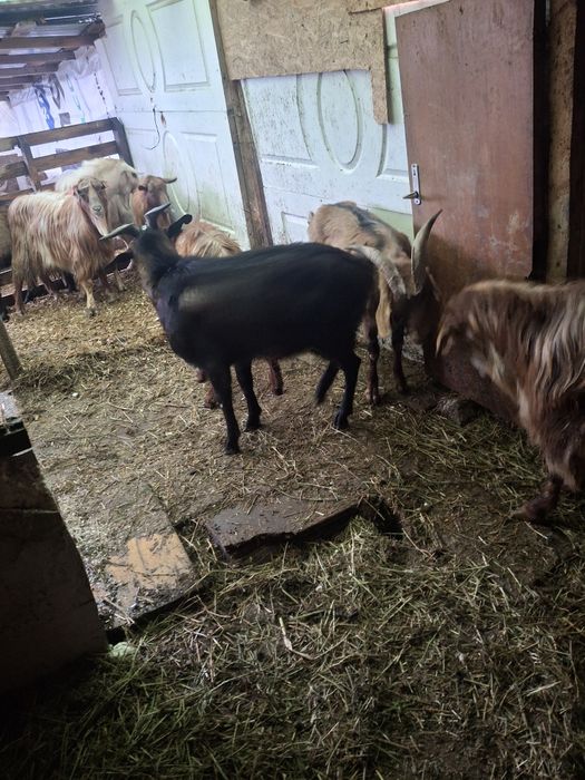 De vinzare tapi buni