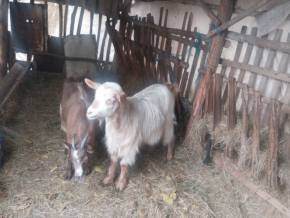Vând  2 capre detali în privat