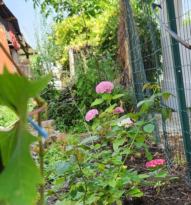 VÂNZARE Gospodărie completă 1134 mp, Solar & Utilități – Păltinișu (5 km de Slobozia)0748580429