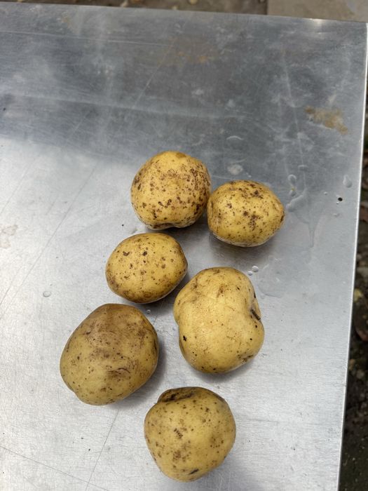 Cartofi albi big bag cal 45+  (animale)