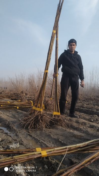 Pavlonya dunyodagi eng tez oʻsuvchi daraxt