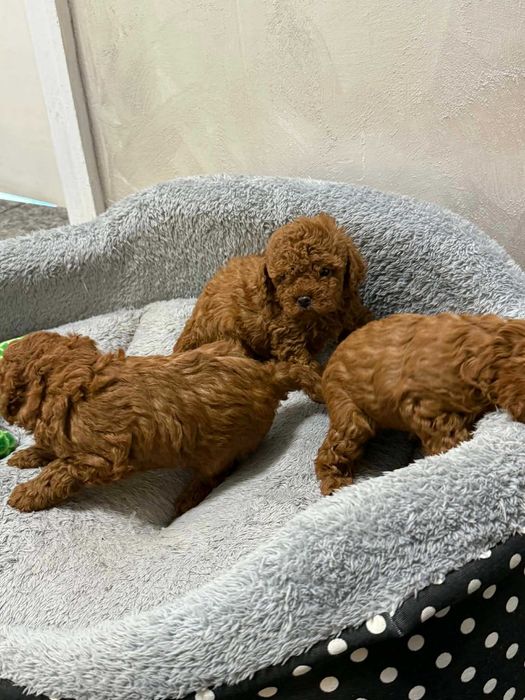 Пудел той/мини червен