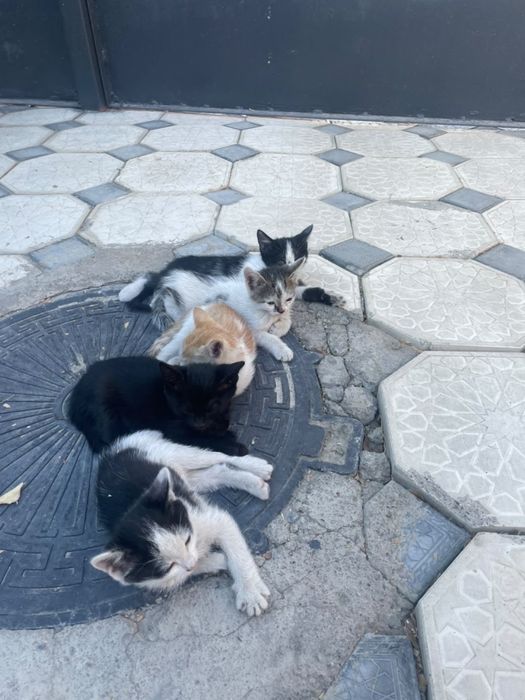 Котятки маленкие