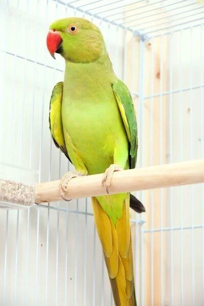 Ожирелевый попугай пара