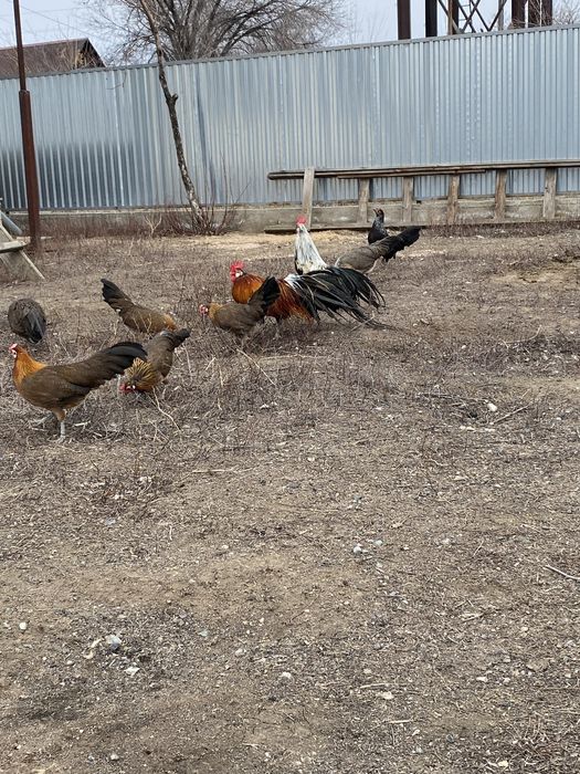 Курочки карликовых фениксов