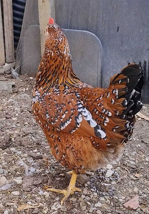 familie tineret gaini Pita Pinta Portelan