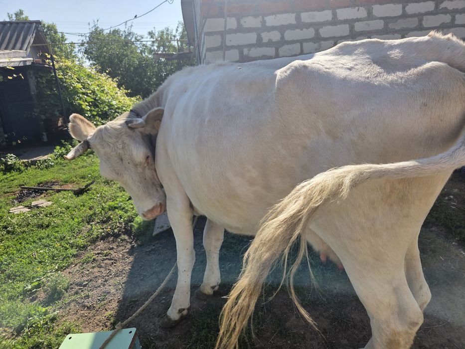 Корова продам  дойная
