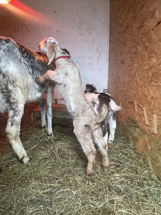 Iezi anglo-nubieni superbi (masculi )