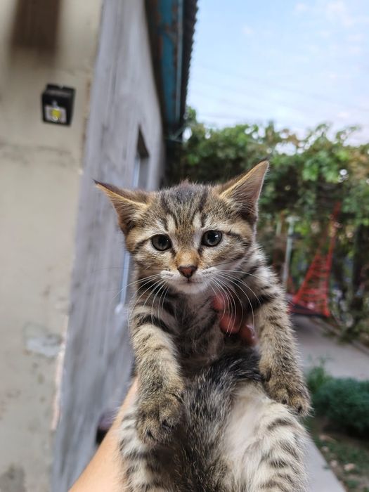 Котята в хорошие руки