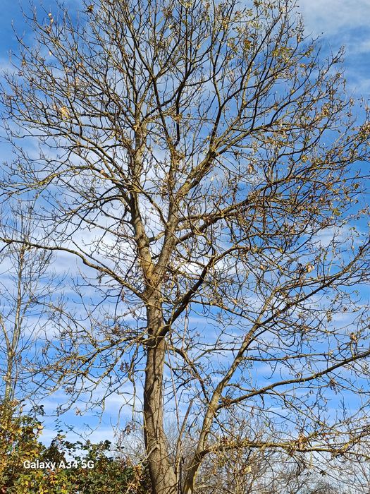 Vând copaci pe picior