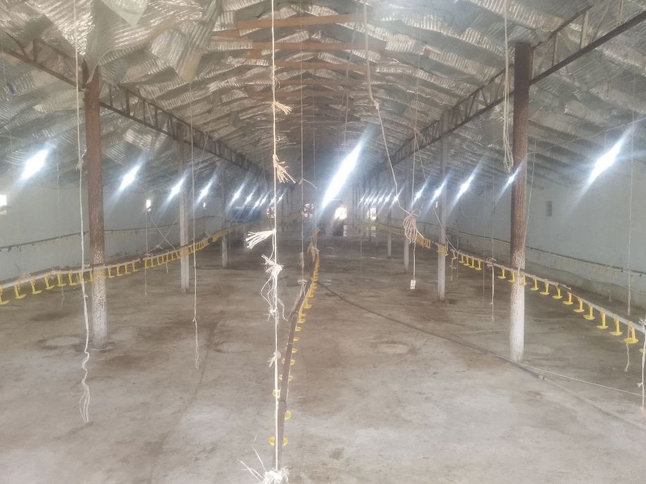 Broller Tovuq boqish uchun Tovuq hona Ijaraga beriladi