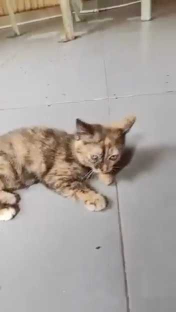 Котятам нужен дом!
