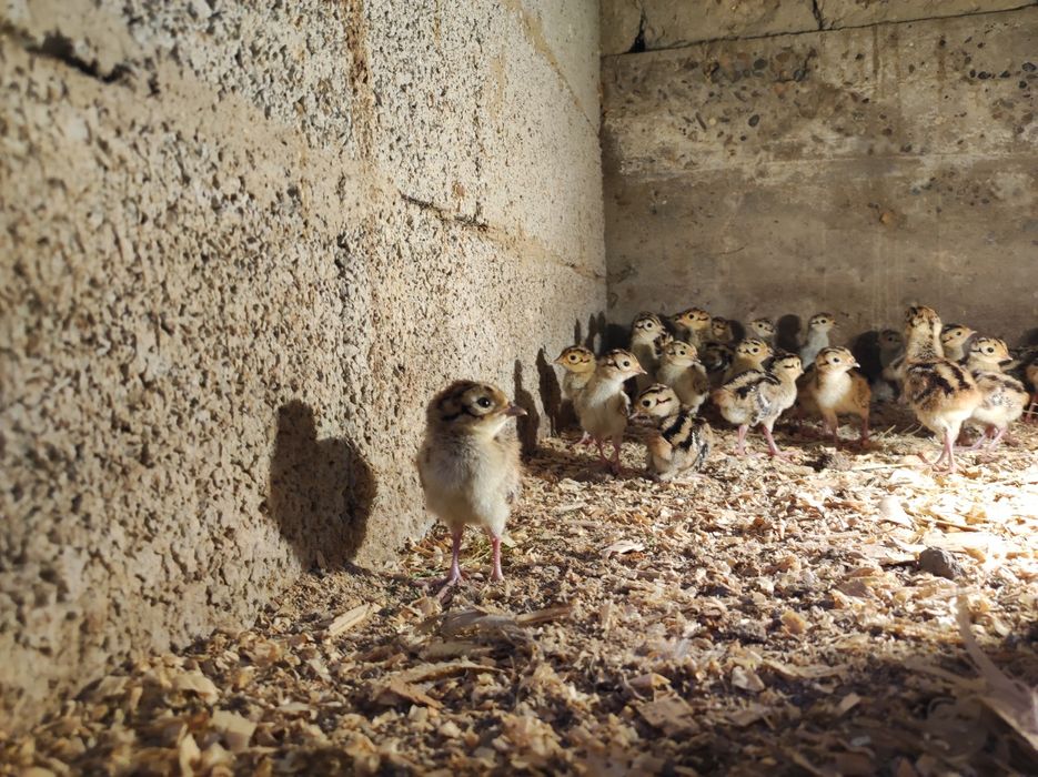 Fazan (Qirg'ovul) xoʻroz va tovuq lari sotiladi.