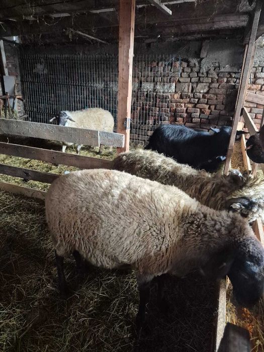 Vand 2 oi un berbecut de anul trecut si o capra stearpa