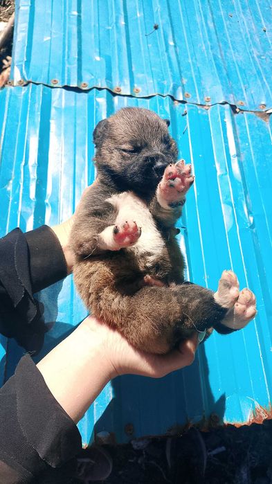 Помесь корги ищут дом