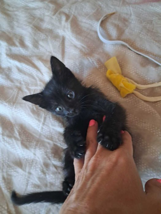 БЕБЕ коте за осиновяване