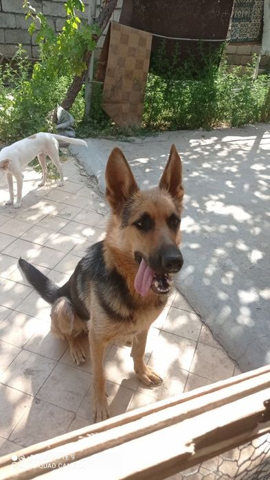 Предлагается к Вязке Восточно Европейская овчарка