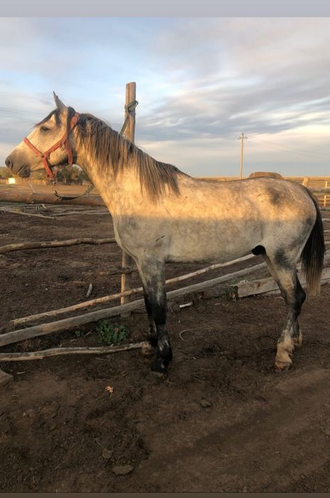 Айғыр рысак 7 жасар