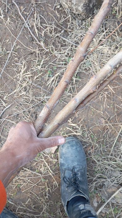 Mevali va boshqa turadagi kuchatlar