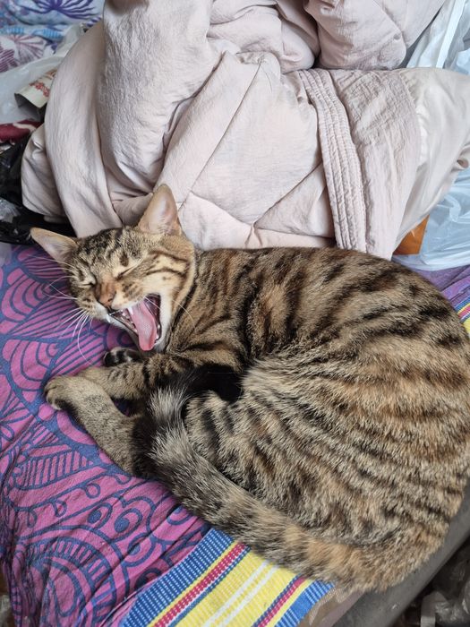 Отдам молодую кошку