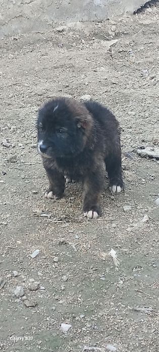 Алабай боласи сотилади эркаг 900000.сум