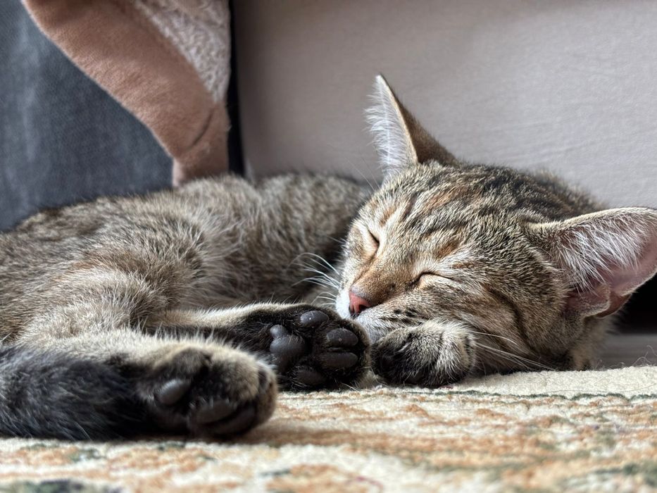 Отдам кошку бесплатно