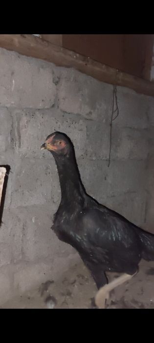 Дакан товук.    .