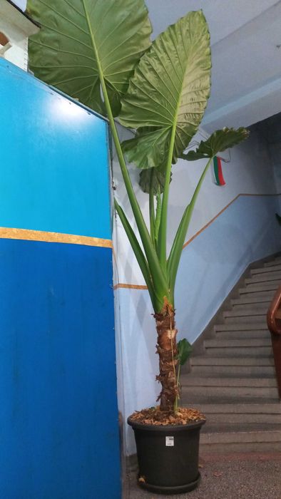 Най големият Трилистник в България.