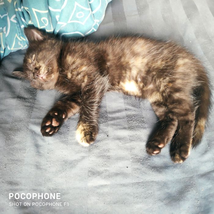 Скотиш фолд Шотландский продам