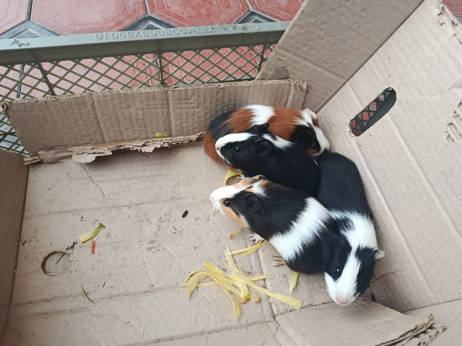 Продаются морские свинки