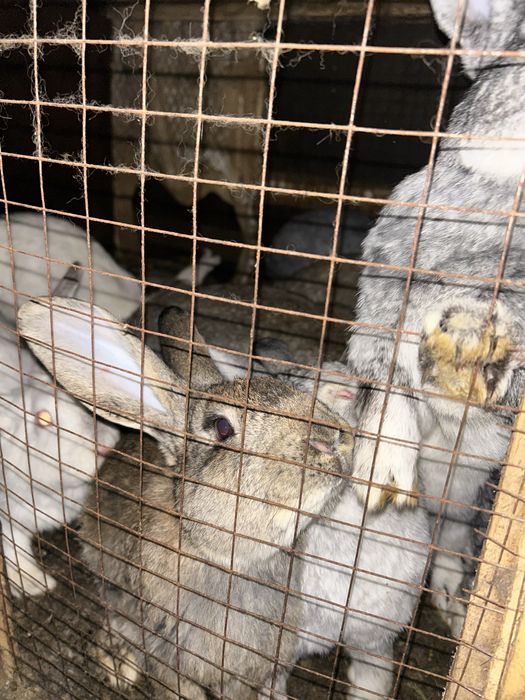 Мясо кролика (крольчатина)