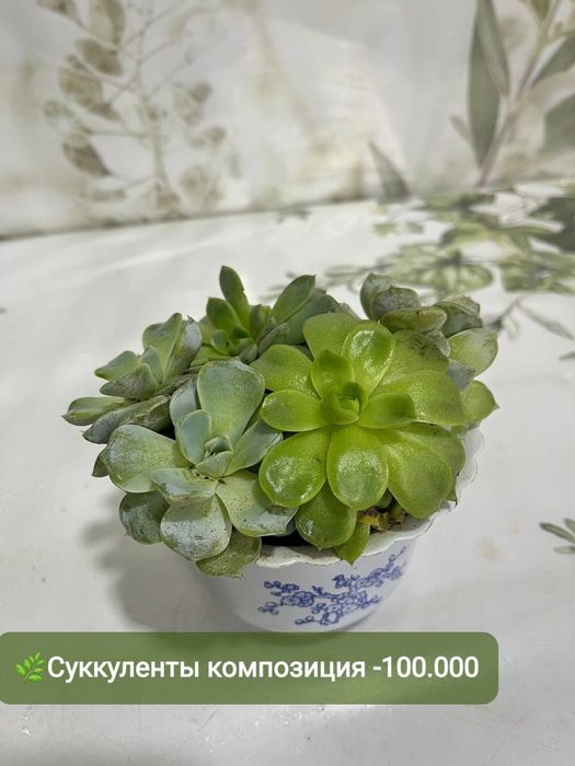 Продаются суккуленты