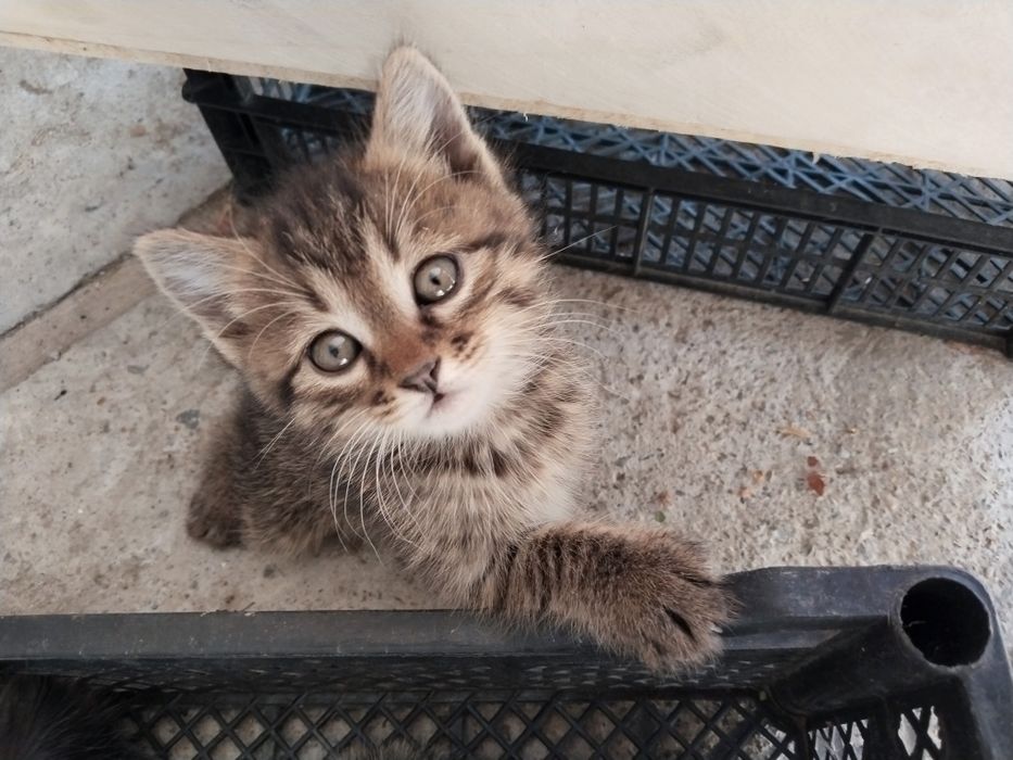 Котята, отдам бесплатно