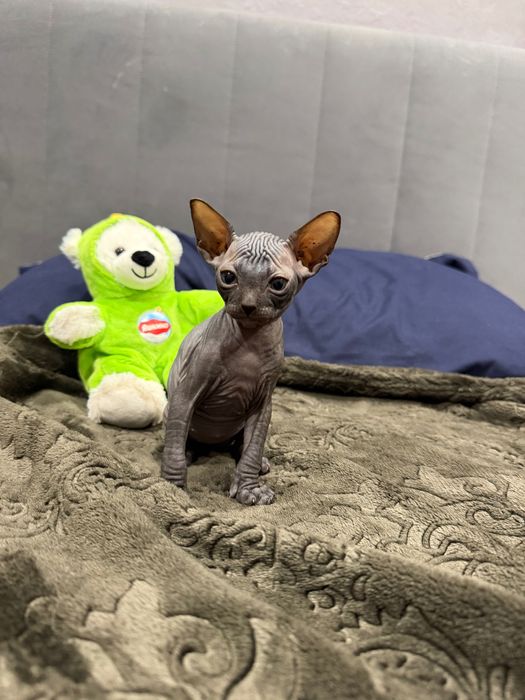 Шикарный мальчик сфинкс канадский