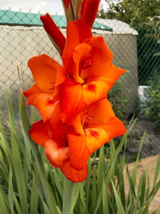 Луковицы  гладиолусов