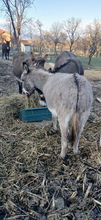 Măgărita tanara gestanta