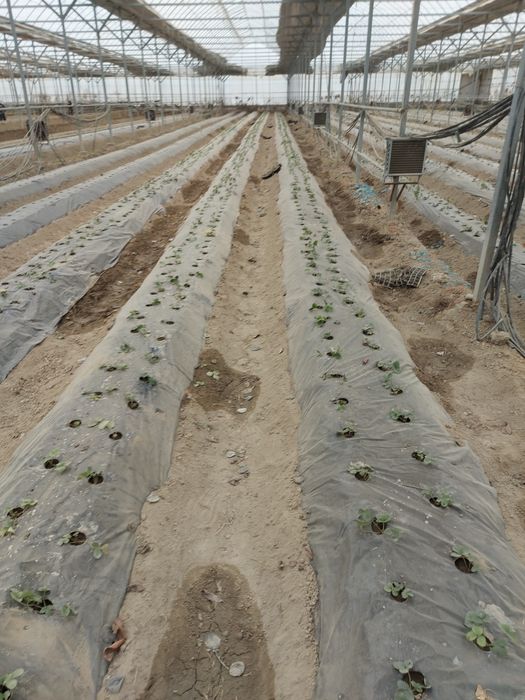 Продаётся теплица