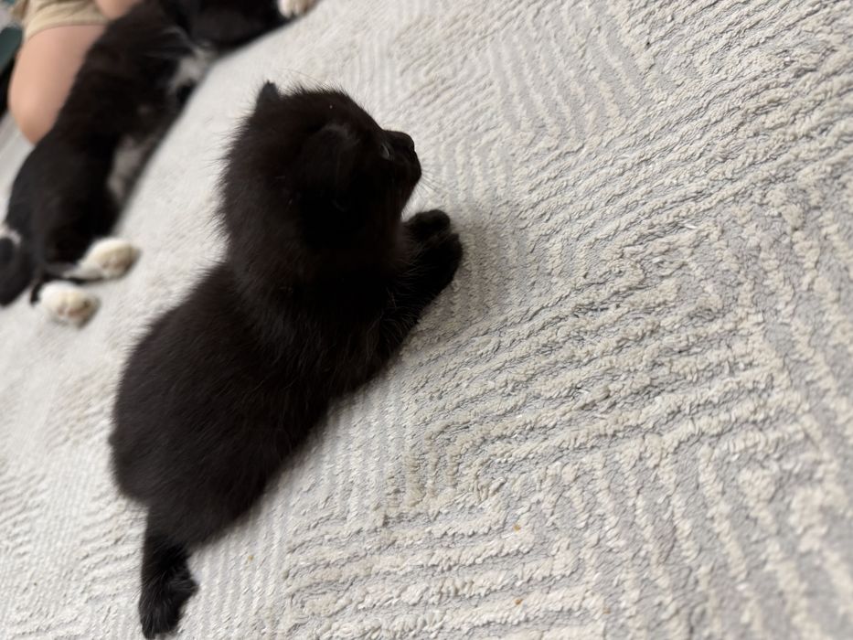 Отдам бесплатно котенка