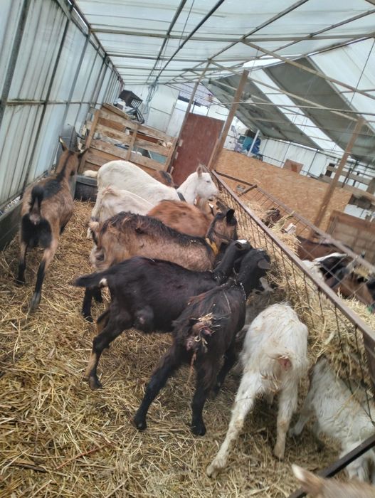 Vând capre originale