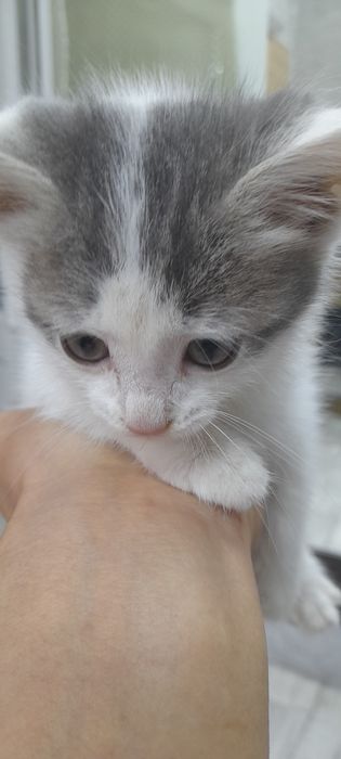 Котенок девочка в орошие руки