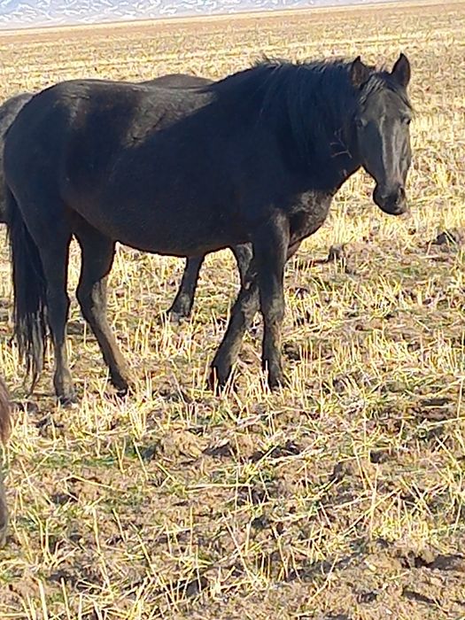 5 жасар  ту бие сатлады